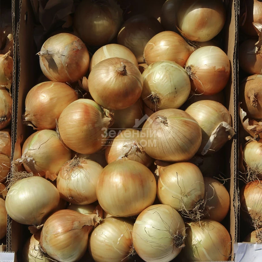 Чаирмэн F1 / Chairman F1 фото 1