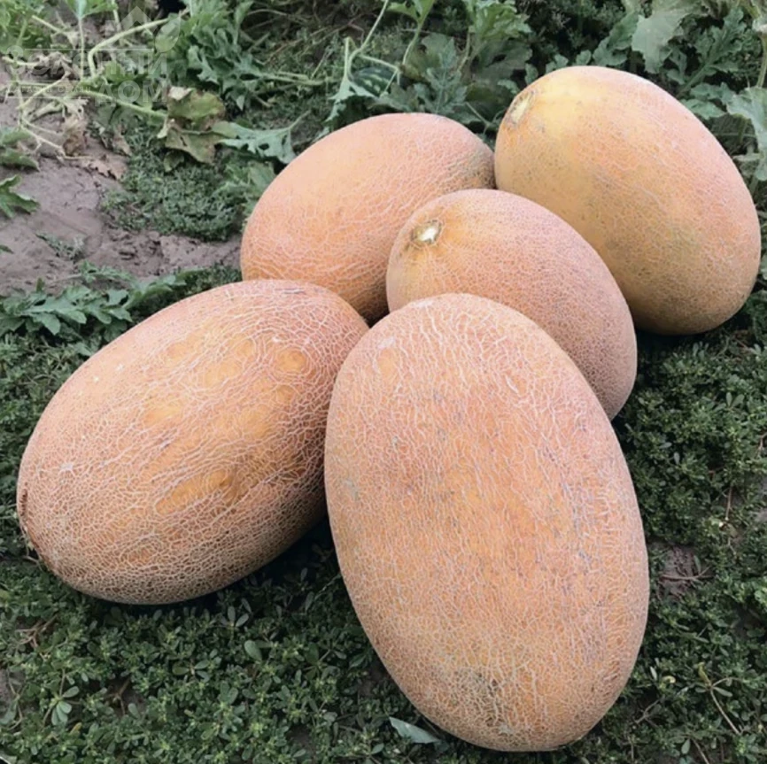 ТС 18-0601 F1 / TS 18-0601 F1 фото 1