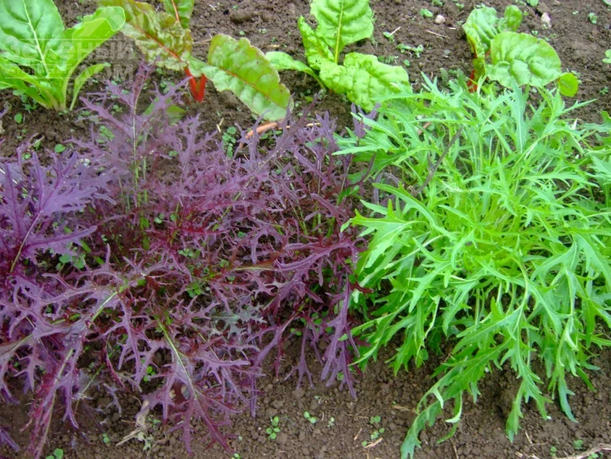 Мизуна красная / Mizuno red фото 1