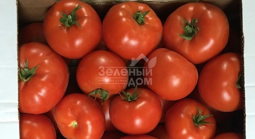 Матиссимо F1 / Matissimo F1,105-115 дней фото 2