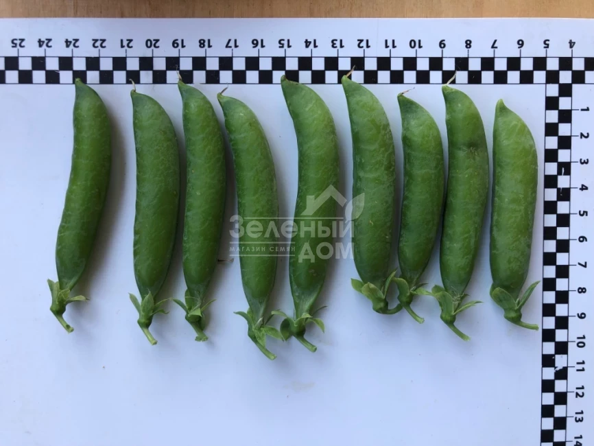 Кингсайз / Kingsize, 50-55 дней фото 2