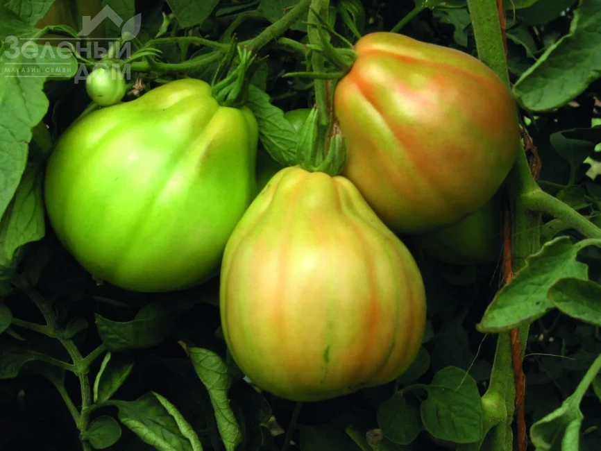 Куор Ди Буэ Альбенга / Kuor Di Buye Albenhа, 62-77 дней  фото 2