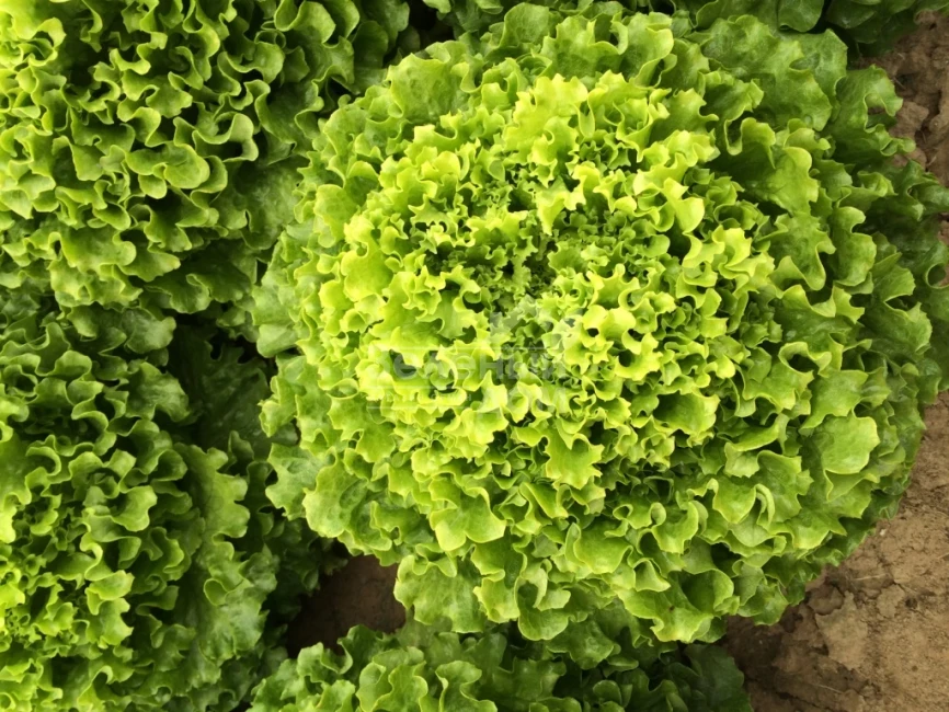 Мелина / Melina фото 3