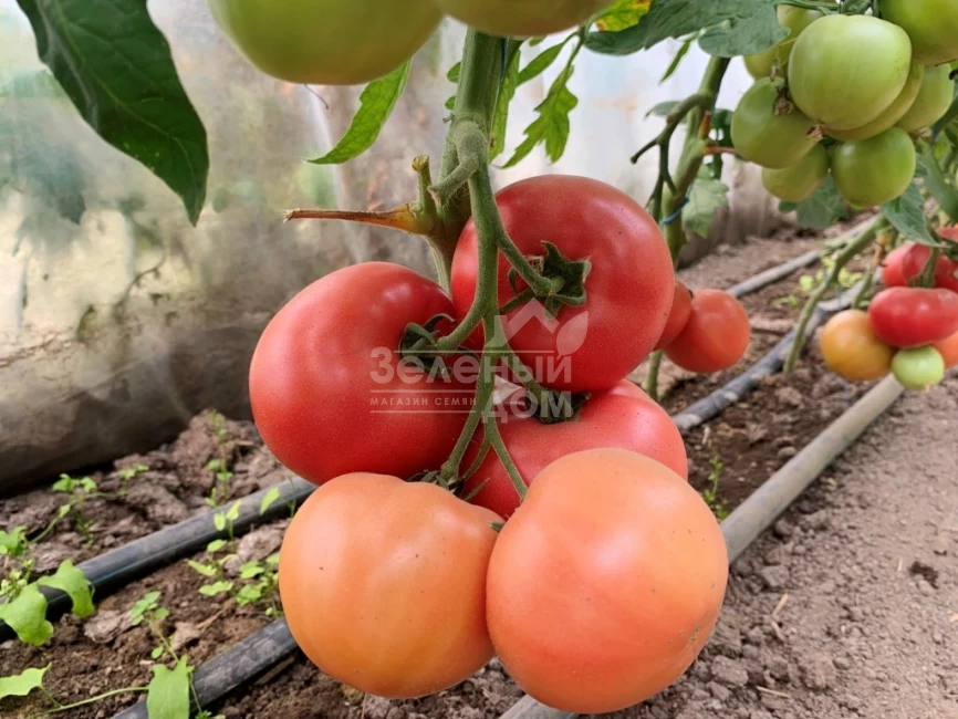 Дейзи (PL 6210) / Daisy (PL 6210) фото 3