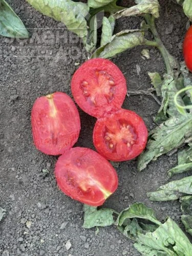 6107 F1 / 6107 F1 фото 2