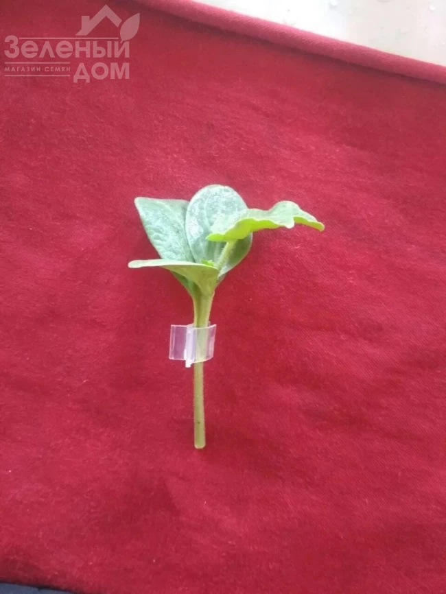 Рут Пауер F1 / Rut Pauer F1 фото 2