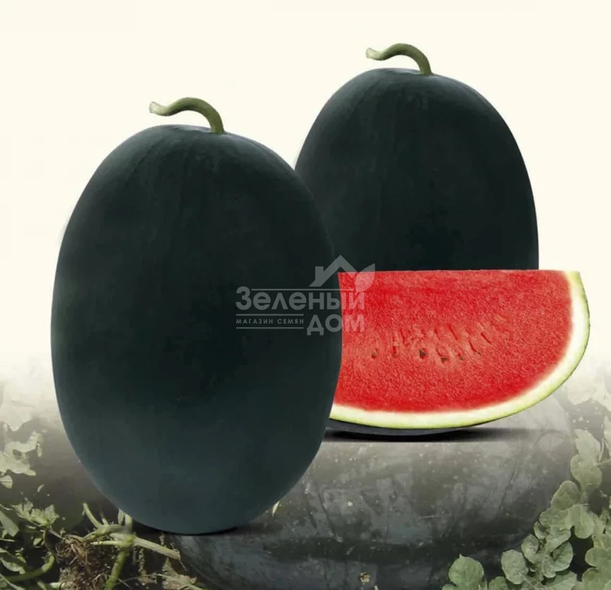 Реве F1 / Reve F1 фото 1