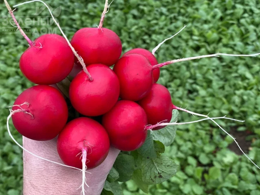 Аутелла F1 / Autella F1,22-25 дней фото 1