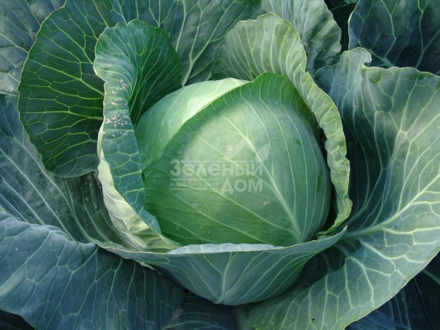 Авак F1 / Avak F1,115-120 дней фото 1