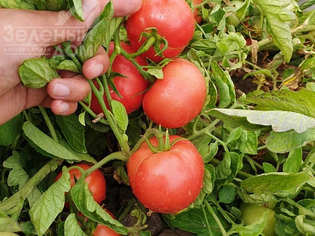 Пинкджейн F1 / Pinkjain F1, 65-70 дней фото 1