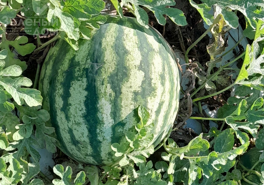 Флорида F1 / Florida F1, 68-72 дней фото 1