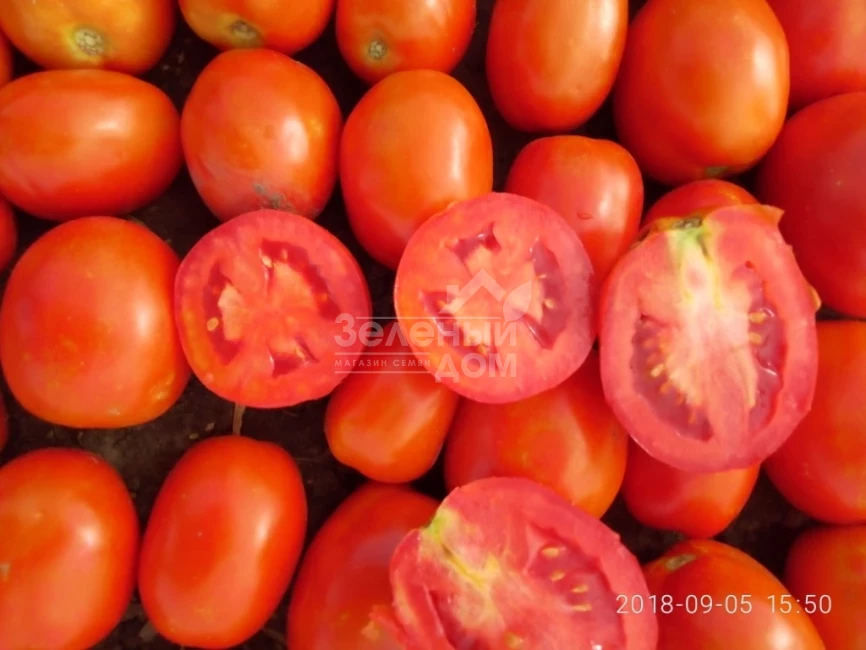 Салерно F1 / Salerno F1, 110-115 дней фото 2