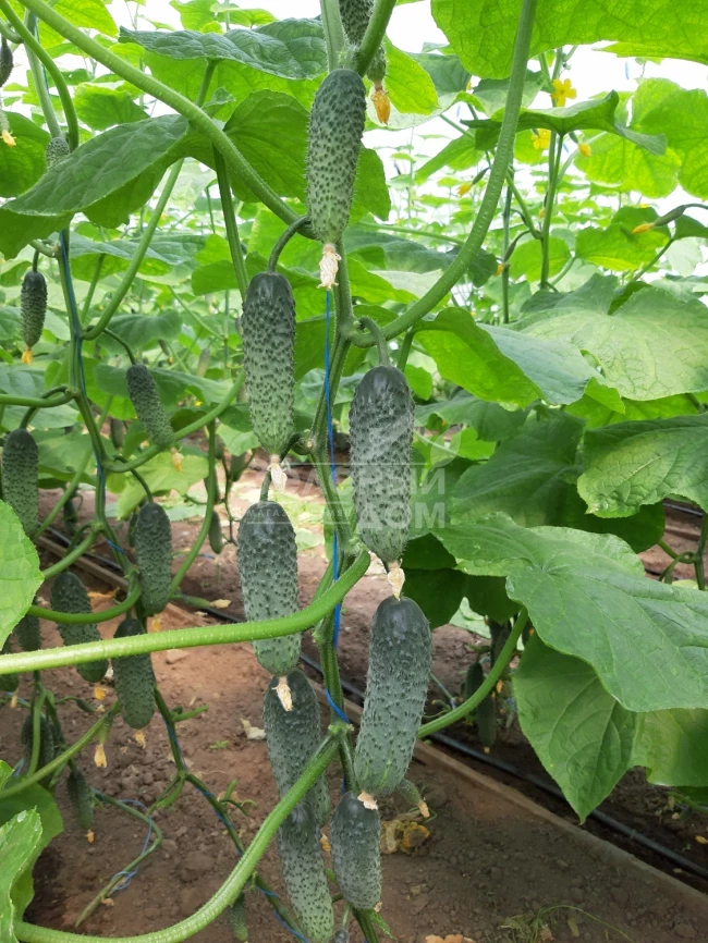 Коломбо F1 (ГБ 08) / Colombo F1 (GВ 08), 35-45 дней фото 5