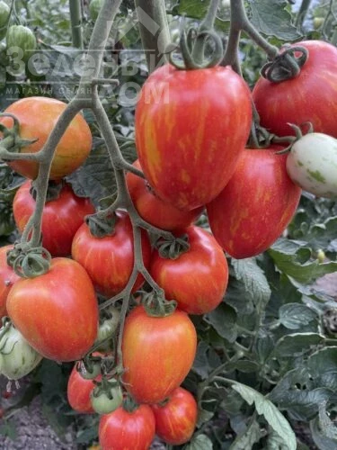 Филадельфия F1 / Philadelfia F1, 95 дней фото 2