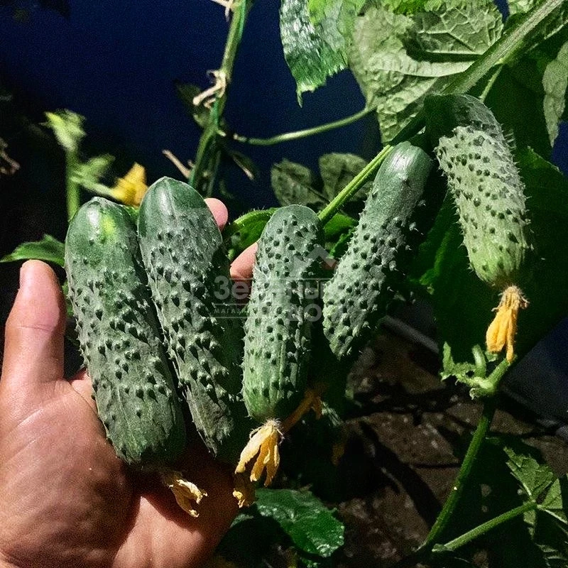 Ансгар F1 / Ansgar F1, 32-35 дней фото 1