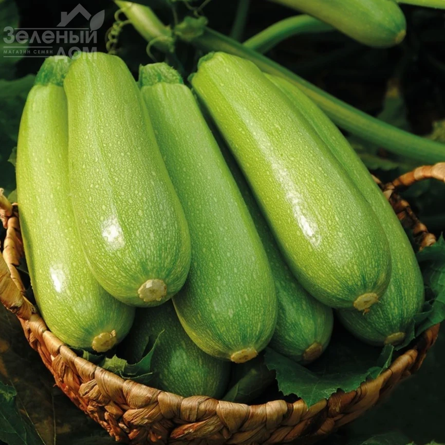 Родан F1 / Rodan F1, 50-55 дней фото 1