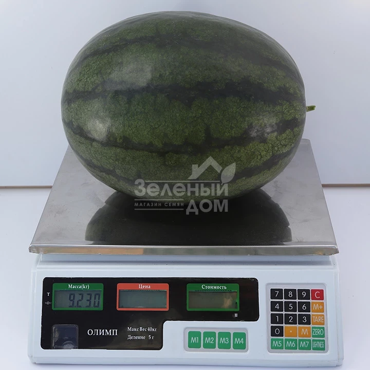 КС 500 F1/  KS 500 F1,60-65 дней фото 2