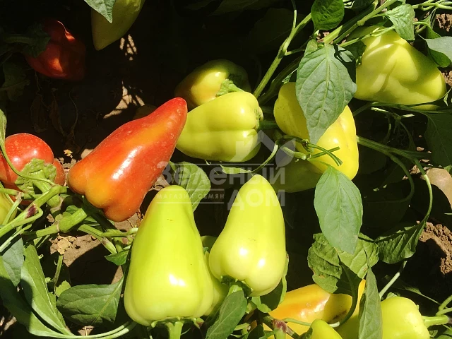 Кантатта F1 / Kantatta F1 фото 3