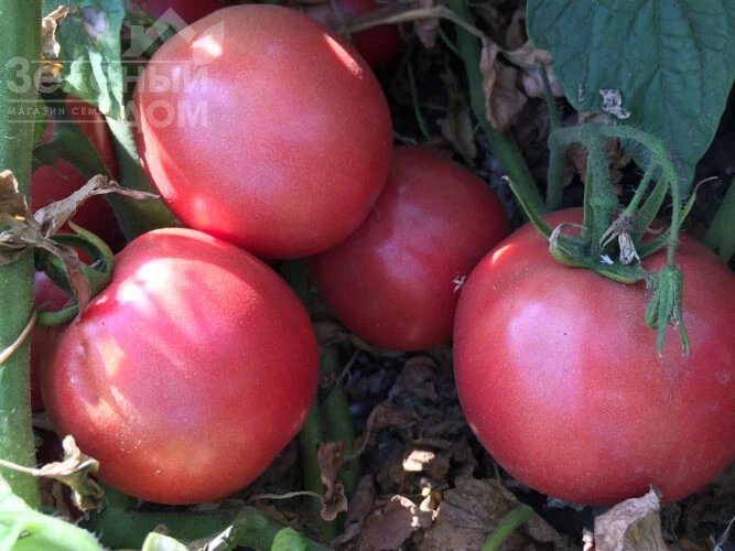 Пинк Сейф F1 / Pink Seyf F1, 95 дней фото 2