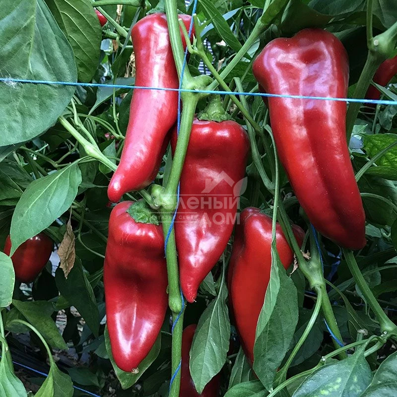 Корнелия F1 / Korneliya F1 фото 1