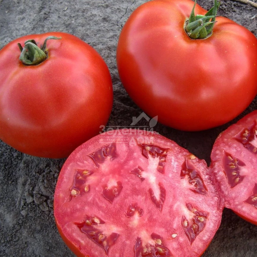 1504 F1 / 1504 F1,110 дней фото 2