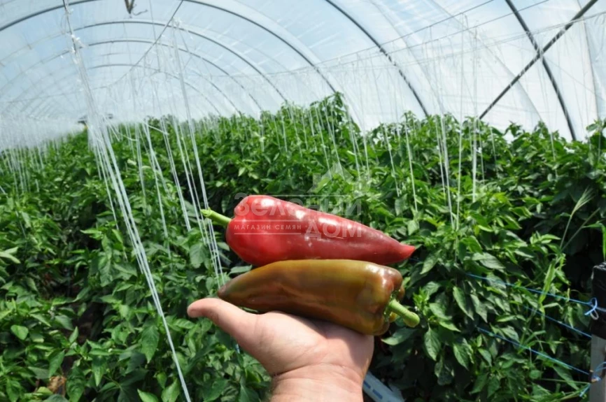 Супер Кап F1 / Super Cаp F1, 60-65 дней фото 4