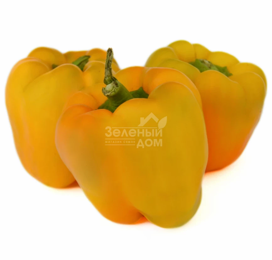 Турмалин F1 / Turmalin F1,70-75 дней фото 2