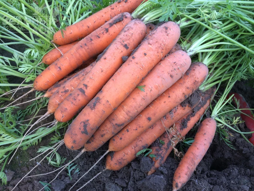 Альянс F1 / Alliance F1 фото 3