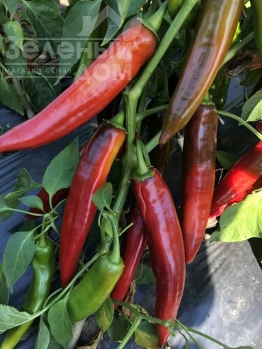 Харизма F1 / Kharyzma F1, 60 дней фото 1