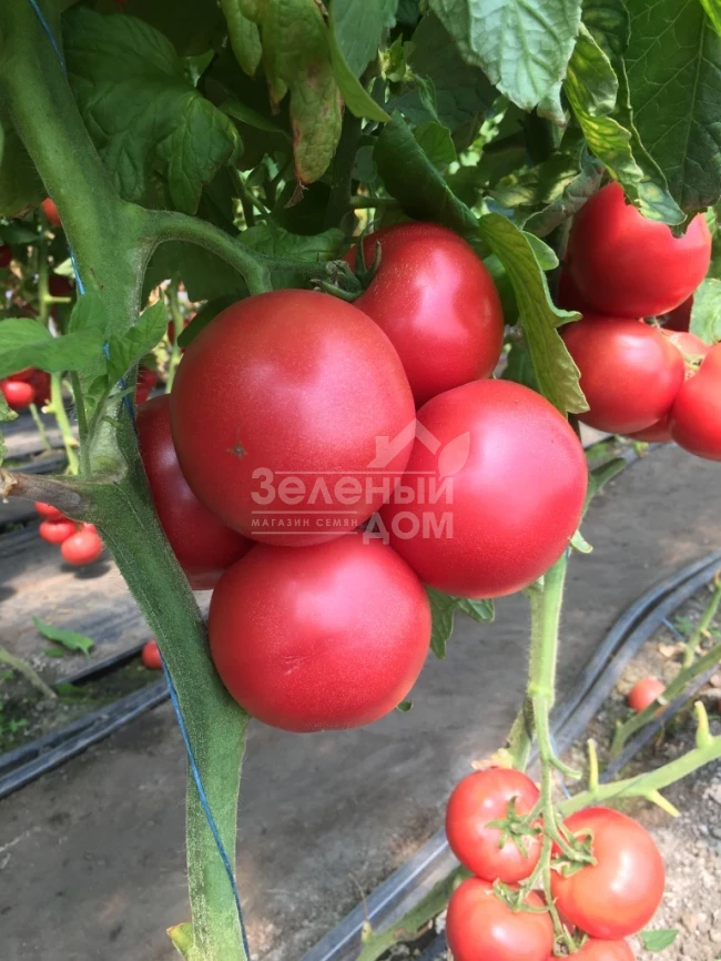 Перугино F1 / Perugino F1 фото 2