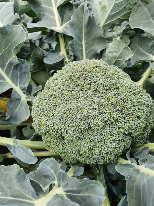 Ахилес F1 / Akhiles F1,55-65 дней фото 1