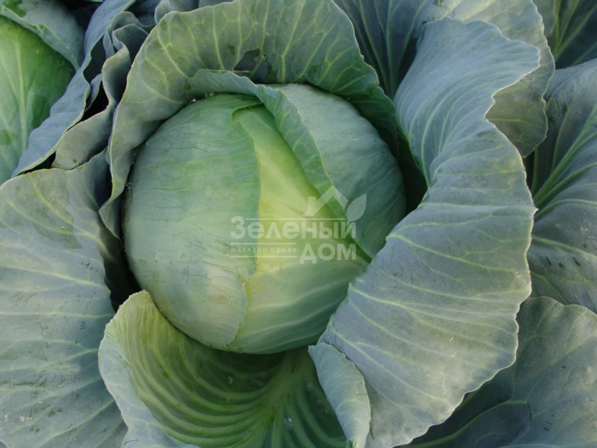 Таргет F1 / Target F1,125-130 дней фото 1