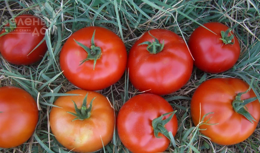 Саргас F1 / Sargas F1 фото 1