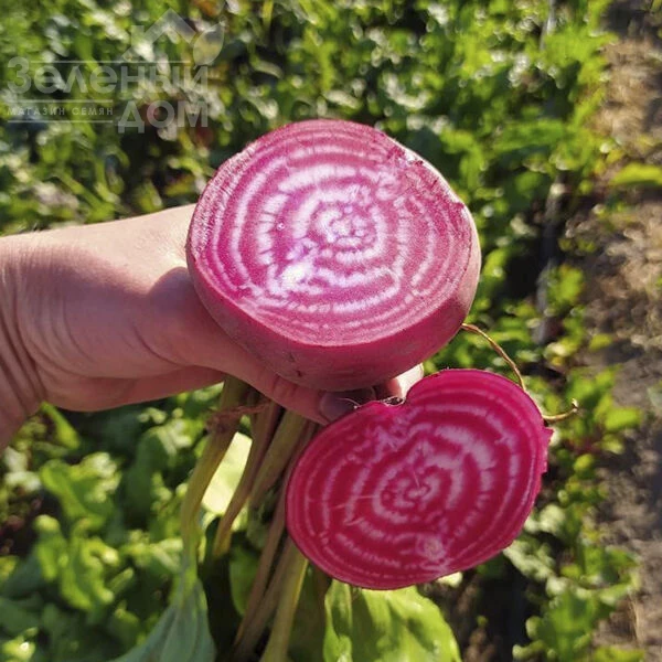 Чиогиа Гардсмарк / Chiogia Gardsmark, 100-110 дней фото 3