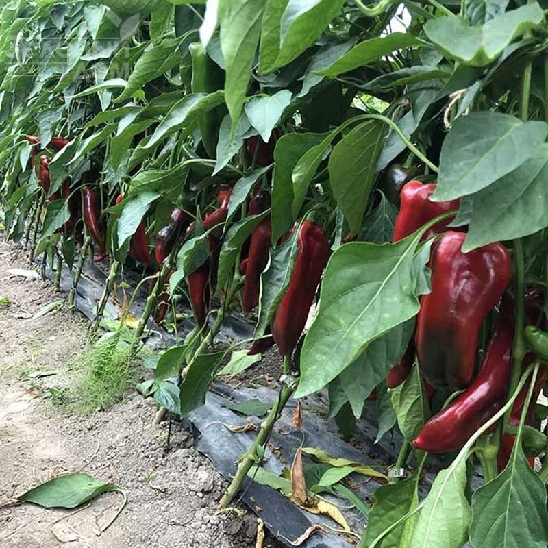 Лира F1 / Lira F1, 55 дней  фото 3