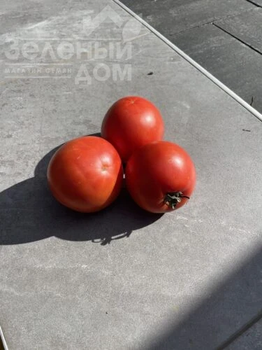 Хард Рок F1 / Hard Rok F1, 110 дней фото 2