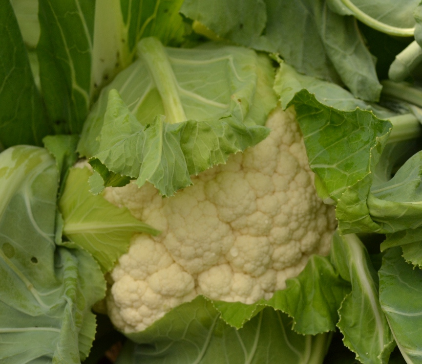 ТС 19-1403  F1 / TS 19-1403  F1, 60-65 днів фото 2