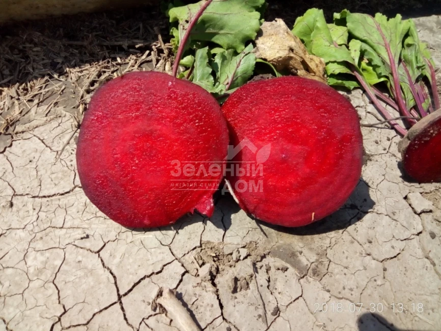 Детройт / Detroit, 75-90 дней фото 2