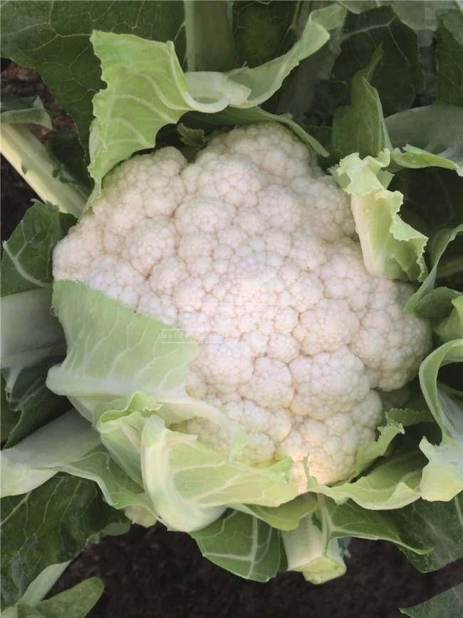 Зарагоза F1 / Zaragoza F1,78 дней фото 1