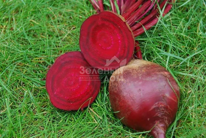 Ред Сан F1 / Red Sun F1,100-105 дней фото 3