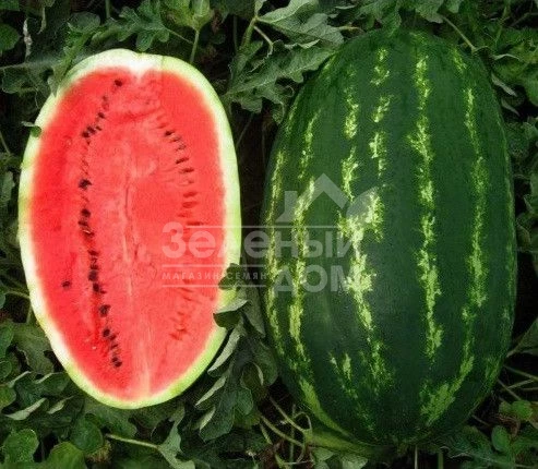 Карнаката F1 / Karnakata F1,70 - 80 дней фото 1