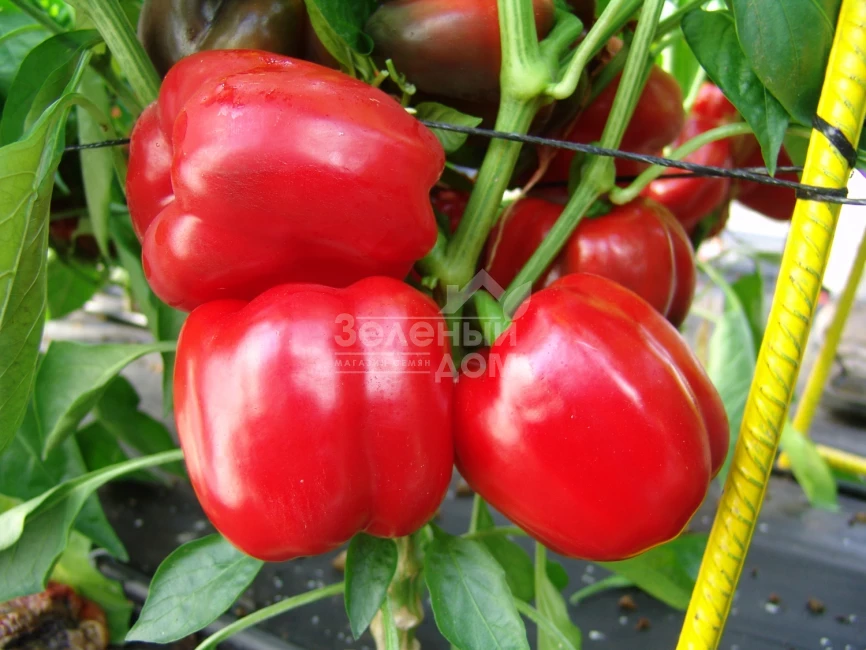 Парадиз F1 / Paradise F1 фото 1