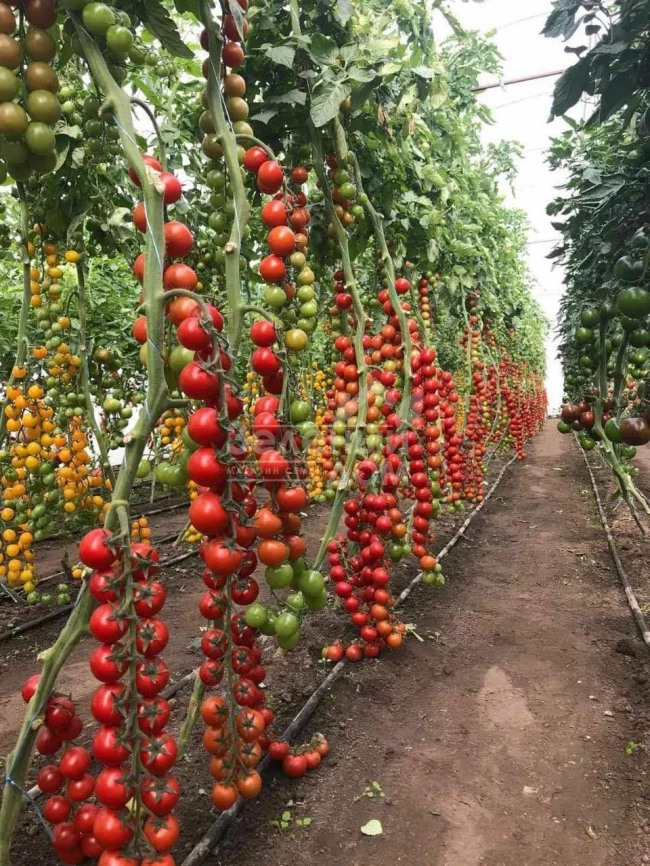 Деличчио F1 / Deliccio F1 фото 3