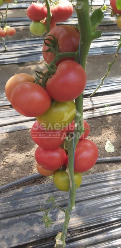 Ланканг F1 / Lankanh F1 фото 1