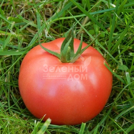 Торбей F1 / Torbay F1,70-75 дней фото 1