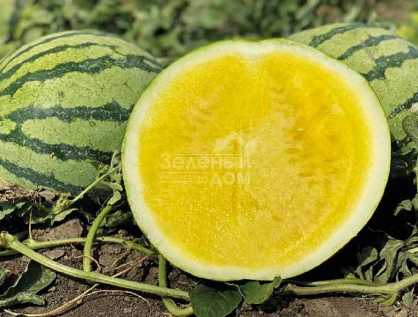 Нинфеа F1 / Ninfea F1 фото 1