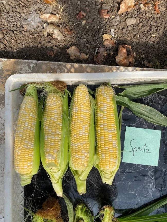 Сприц F1 / Spritz F1, 73-74 дня фото 2