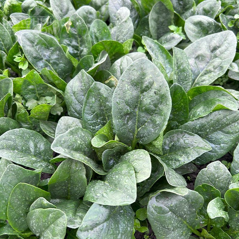 Самурай F1 / Samurai F1 фото 3