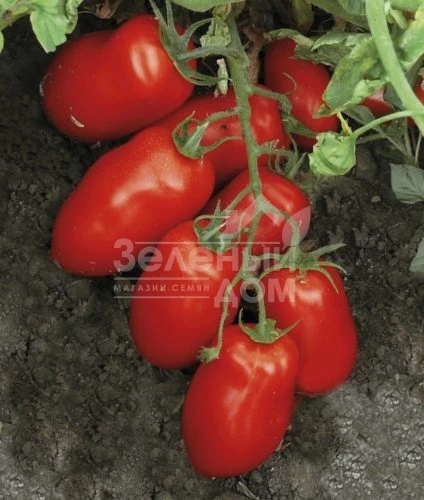 Харди F1 / Hardi F1, 100 дней фото 1