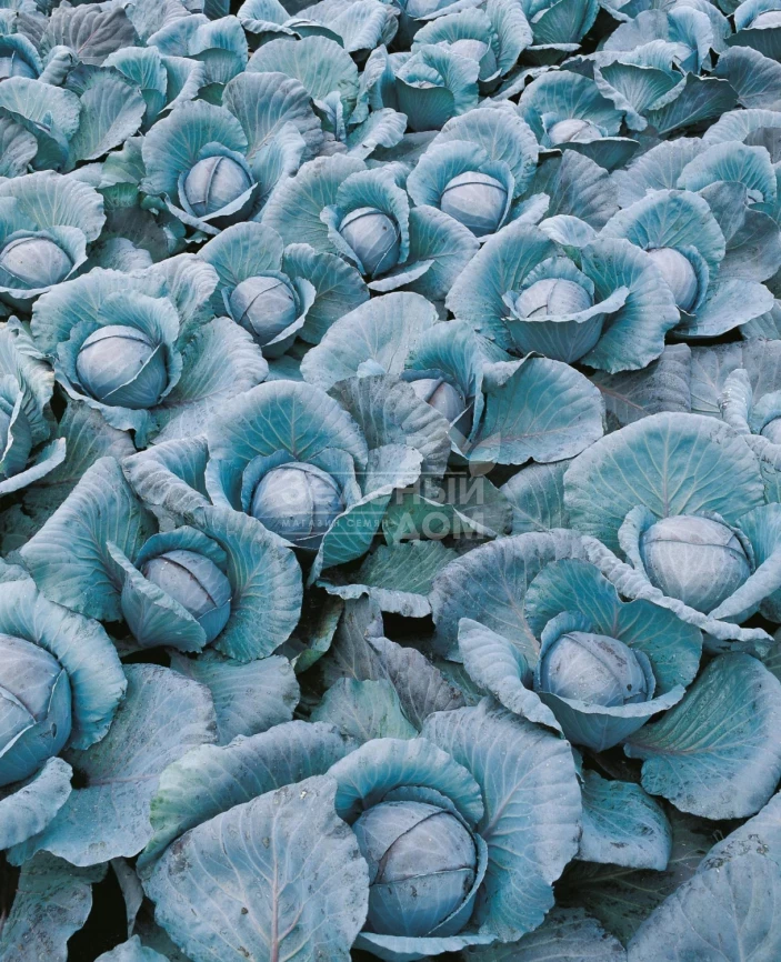 Примьеро F1 / Primero F1,78 дней фото 3